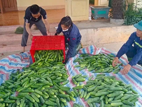 Dưa leo "Tài Lộc" - giống dưa cho năng suất cao và chất lượng vượt trội, thích nghi tốt với vùng đất Mai Hoa