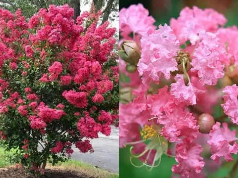 Loại cây tượng trưng thịnh vượng: Trồng một cây trong nhà, tài lộc kéo đến – lại có nhiều công dụng làm thuốc