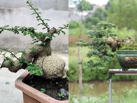 Cây cần thăng bonsai giá trăm triệu: Độc lạ, mang tài lộc và thăng tiến