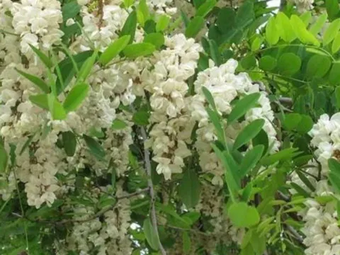 Phong thủy nhà ở: 3 loại cây như “két sắt giữ lộc”, chặt đi là mất hết tài lộc