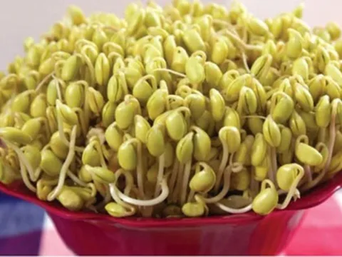 Cách làm giá đậu nành đơn giản giàu dưỡng chất và rất dễ làm tại nhà