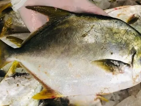 Loại cá mệnh danh đầu bảng “tứ quý ngư”, bán 300 nghìn/kg vẫn hết sạch