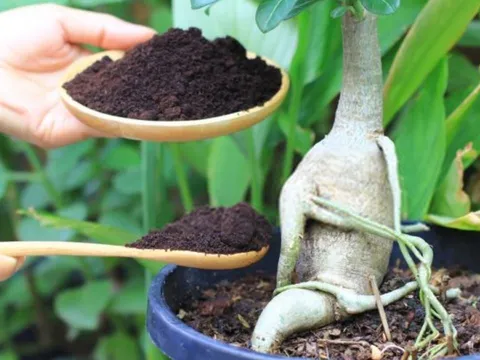 Cách dùng bã cà phê chăm sóc cây cảnh: "Dinh dưỡng vàng" nhưng phải chú ý điều này kẻo hại cây