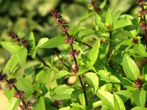 Cách trồng cây húng quế phong thủy hút tài lộc