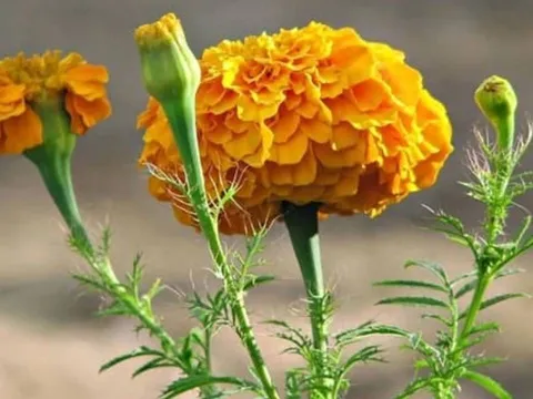 Cẩn trọng khi chọn 5 loài hoa dâng bàn thờ: Kẻo rước họa, mất lộc, vận khí tiêu tan