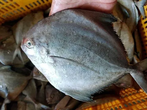 5 loại cá thịt xay ít xương bổ dưỡng, giá chỉ 50 nghìn/kg