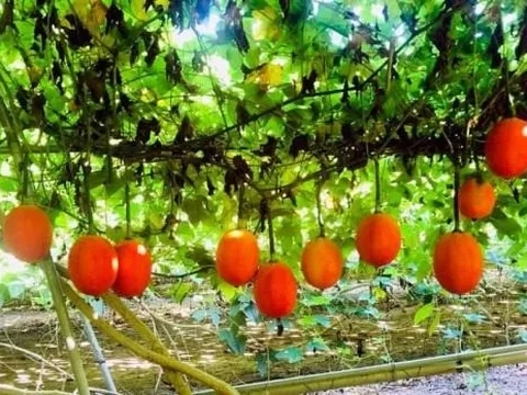 Loại quả Việt Nam được ví là “báu vật từ thiên đường”: Chống ung thư và mang lại nhiều lợi ích tuyệt vời