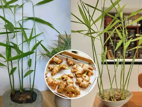 Người thuộc 2 mệnh này nên trồng gừng phong thủy trong nhà, hút tiền tài cực đỉnh