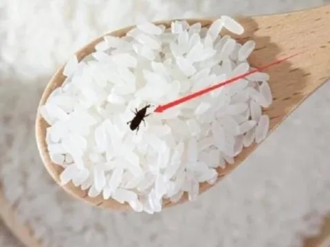 Cho thứ này vào thùng gạo, để cả năm mối mọt không dám “bén mảng”: Mẹo dân gian đơn giản, hiệu quả bất ngờ