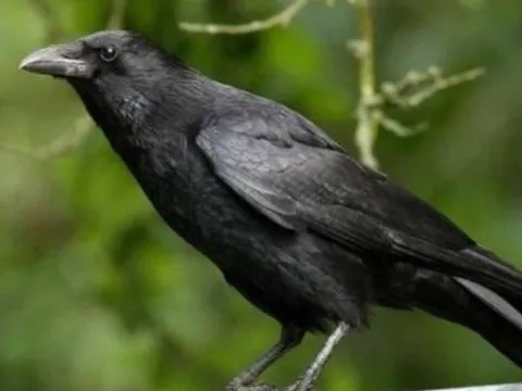 Con cái hỗn hào? Áp dụng ngay 'Luật Quạ' – Bí quyết dạy con hiện đại, giữ trọn quyền uy cha mẹ