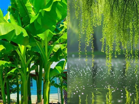  Người xưa nói 3 cây này trồng trước nhà thì hao tài, chuyển ra đúng vị trí này thì lại giúp giữ của cải