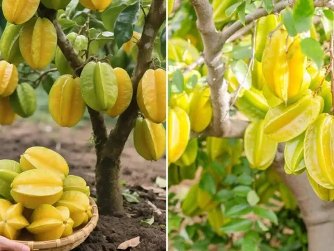 Cách trồng cây khế phong thủy giúp gia chủ đón lộc, Tiền - Tài quanh năm no đủ