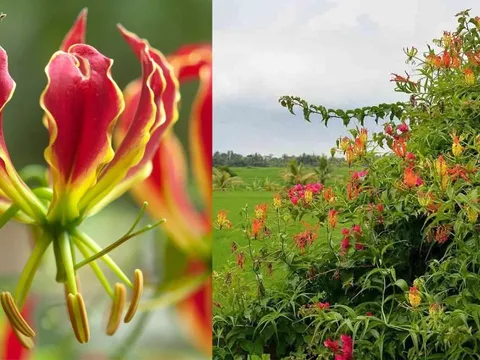 Loài hoa rất đẹp nở đầy ở Việt Nam nhưng cực kỳ nguy hiểm, sờ vào có thể suy đa tạng, cảnh giác