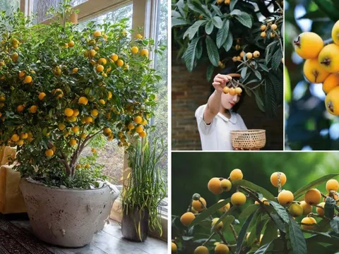 Người xưa nói: “Nhà trồng 3 cây cảnh quả vàng, tài lộc hanh thông, mùa màng đủ đầy, gia đạo hưng vượng”