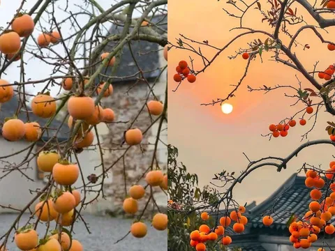 Người xưa nói: Trong sân trồng 3 cây vừa cho quả ngon, cảnh đẹp như vàng như bạc vừa rước phúc lộc vào