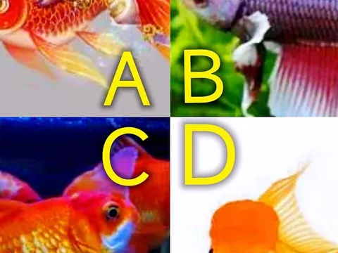 Trắc nghiệm tâm lý: Chọn 1 con cá và xem tài lộc tương lai của bạn thế nào