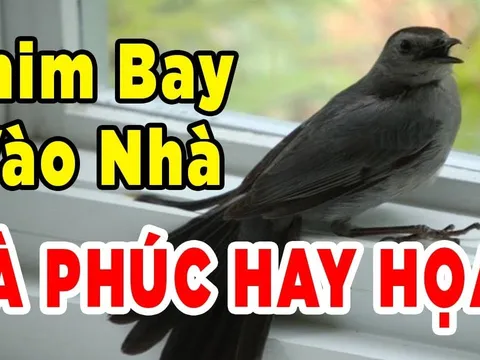 4 con vật vào nhà càng ở lâu càng giàu to: Đó là con gì