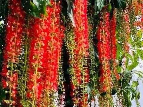 5 cây cảnh phong thủy hợp cả 5 mệnh, trồng trong nhà giúp vượng khí, gia đình hòa hợp giàu có