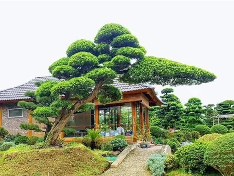 5 loại cây trồng trước cửa nhà để hút tiền bạc vào nhà không ngừng nghỉ