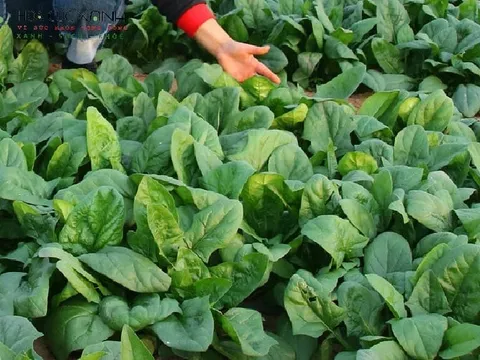 Loại rau nhiều vitamin C, đẹp da, giảm cân nhanh chóng