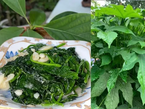 Loại rau ngọt ngang mì chính, bổ ngang nhân sâm, giá 40 nghìn/ bó