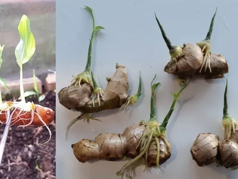 Đặt gừng ở vị trí này thanh trừ khí độc, hút Lộc vào nhà