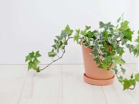 Muốn bình an, may mắn và sức khỏe tốt hãy trồng ngay loại cây này