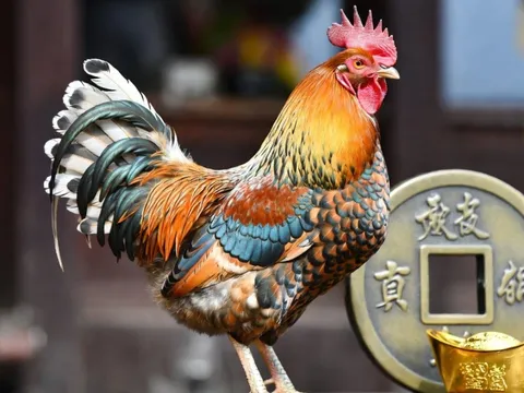 Tuần mới 1–7/12: 2 con giáp bứt phá tài lộc, 2 con giáp đối mặt vận hạn dễ “lao đao”