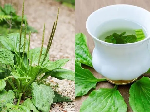 Lấy 5 loại lá dân dã này đun nước uống, vừa mát gan, vừa làm sạch phổi