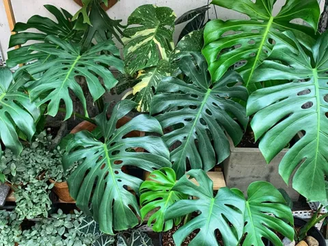 5 loài cây vừa dưỡng người vừa trấn trạch, được các chuyên gia phong thủy đánh giá cao