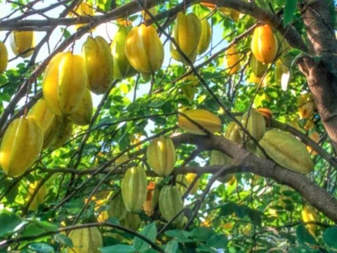 7 loại cây ăn quả phong thủy nên trồng trong vườn nhà để thu hút tài lộc, may mắn