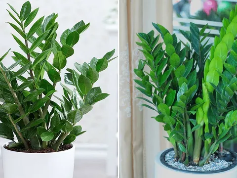 Cây Kim Tiền kỵ với người thuộc 2 mệnh này, cố trồng trong nhà dễ mất lộc