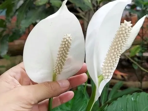 5 loại cây hút sạch khí độc, thanh lọc không khí cho cả nhà