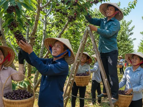Loại quả từng đắt nhất thế giới được Việt Nam trồng thành công, bán 300.000 đồng/kg vẫn cháy hàng
