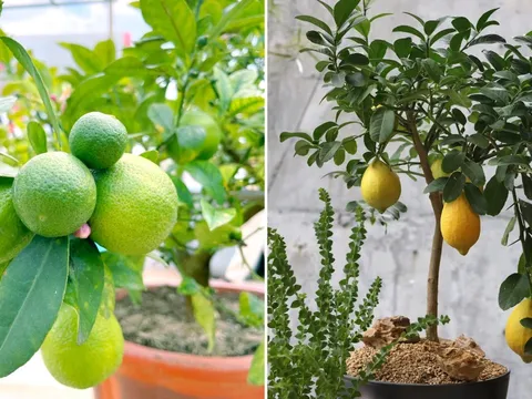 Người thuộc 2 mệnh này trồng cây chanh là Đại Cát Đại Lợi, hút tiền tài cực mạnh