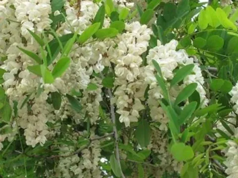 3 loại cây phong thủy giúp giữ lộc cho gia đình – Chặt đi là hối hận cả đời