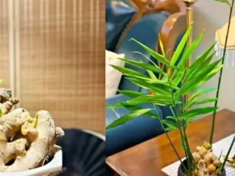 Chậu gừng phong thủy - bí quyết hút vượng khí, thịnh vượng cho gia đình