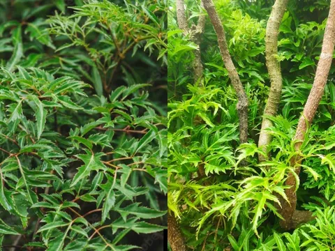 Vị trí tốt nhất để trồng cây đinh lăng, chặn tà khí, hút tiền tài