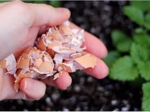 Vỏ trứng đừng vội vứt đi: Giữ lại làm việc này cực kỳ có ích