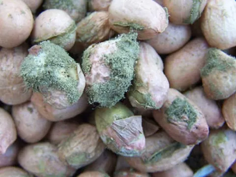 3 loại thực phẩm có độc tính cao sau khi nấm mốc