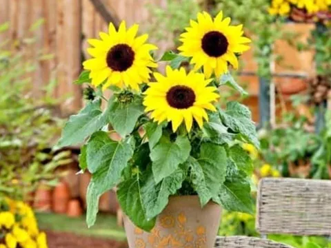 4 loại hoa tuyệt đối không nên đặt trong phòng khách: Rước vào nhà là chặn tài, tán khí, thất lộc