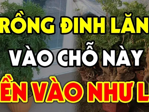 Cây đinh lăng trấn yểm của cải đừng trồng linh tinh: Đây chính là vị trí hút lộc, ai không biết quá đáng tiếc