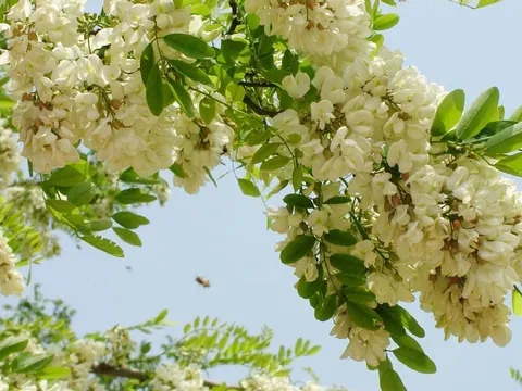 Sân nhà có 3 cây này, gia chủ phải giữ cho tốt, chặt đi là mất lộc