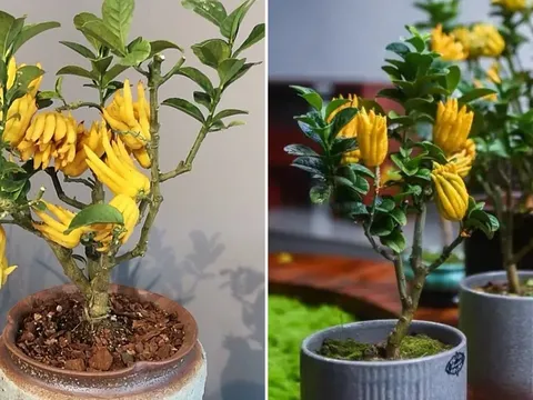 3 loại cây là báu vật Thần Tài, trồng trong nhà lộc đến không ngừng