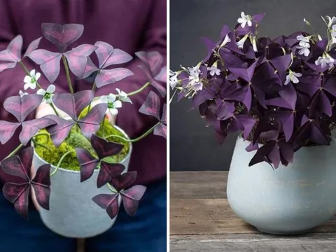 5 cây cảnh phong thủy có màu tím đẹp mê mẩn, lại xua đuổi vận xui, mang đến may mắn