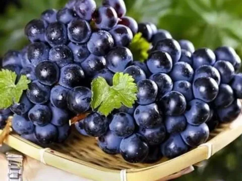 Trắc nghiệm chùm nho siêu chính xác: Phản ánh tính cách và mức độ may mắn của bạn