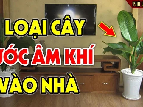 5 cây âm mọc ở quanh nhà hút cạn Phúc -Lộc, chặt bỏ ngay đừng tiếc