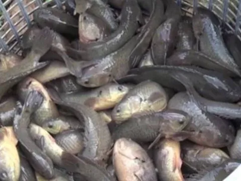 Loại cá đặc sản thịt ngọt “như mì chính” nuôi dày đặc ở Cà Mau, giúp nông dân thu 100 triệu đồng mỗi năm