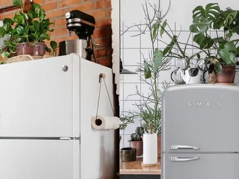 Trong nhà có 5 vị trí không nên đặt cây xanh