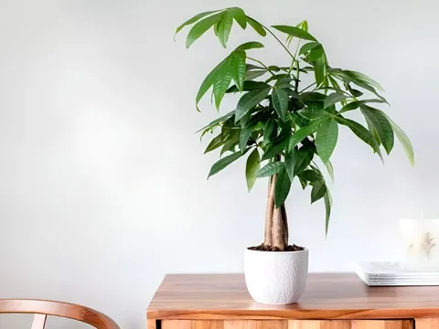 3 cây cảnh phong thủy mang lại hạnh phúc, may mắn và thịnh vượng lâu dài